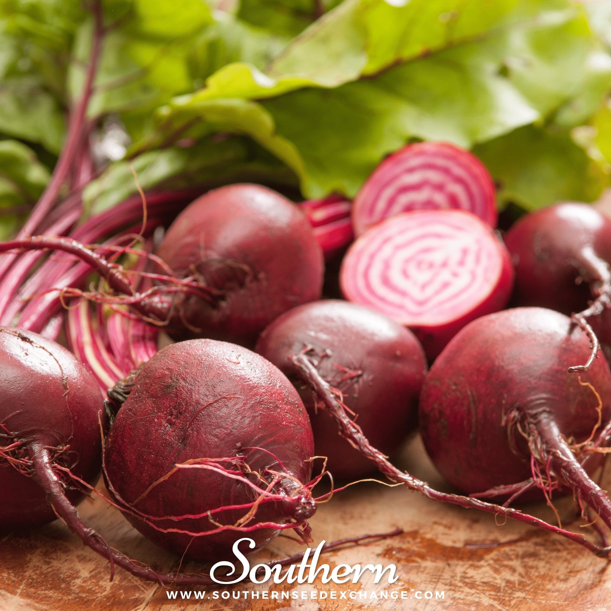 Beet, Chioggia (Beta vulgaris) - 100 Seeds seed packet from Seed Therapy – American - grown, heirloom seeds