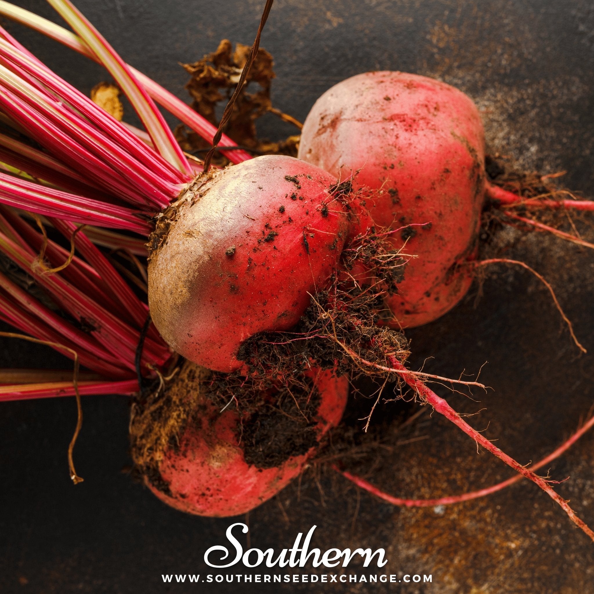 Beet, Chioggia (Beta vulgaris) - 100 Seeds seed packet from Seed Therapy – American - grown, heirloom seeds