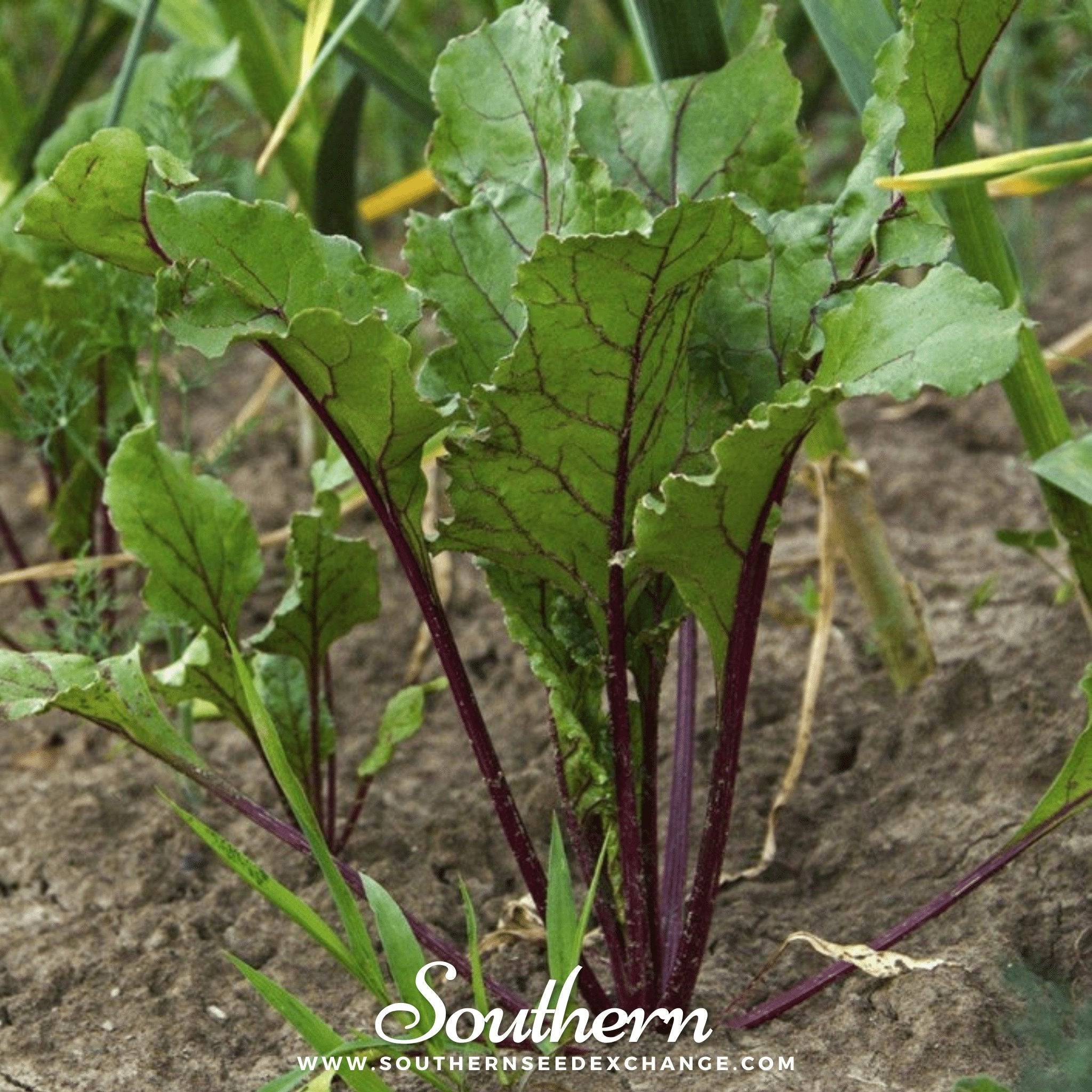 Beet, Crosby's Egyptian (Beta vulgaris) - 100 Seeds seed packet from Seed Therapy – American - grown, heirloom seeds