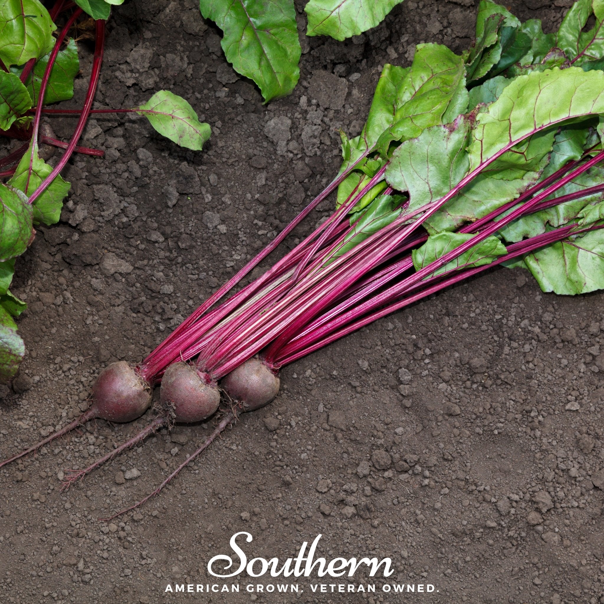 Beet, Detroit Dark Red (Beta vulgaris) - 200 Seeds seed packet from Seed Therapy – American - grown, heirloom seeds