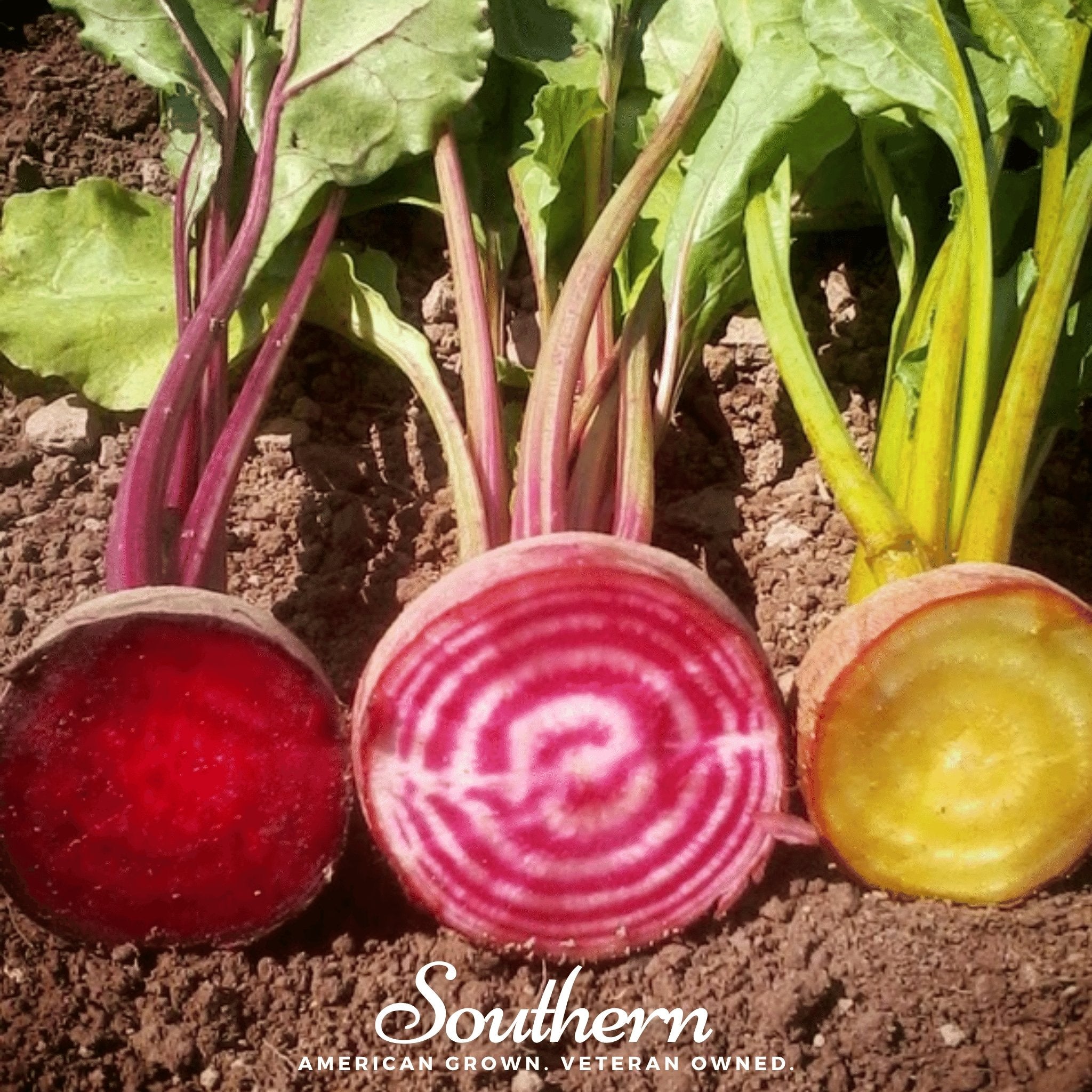 Beet, Gourmet Blend (Beta vulgaris) - 50 Seeds seed packet from Seed Therapy – American - grown, heirloom seeds