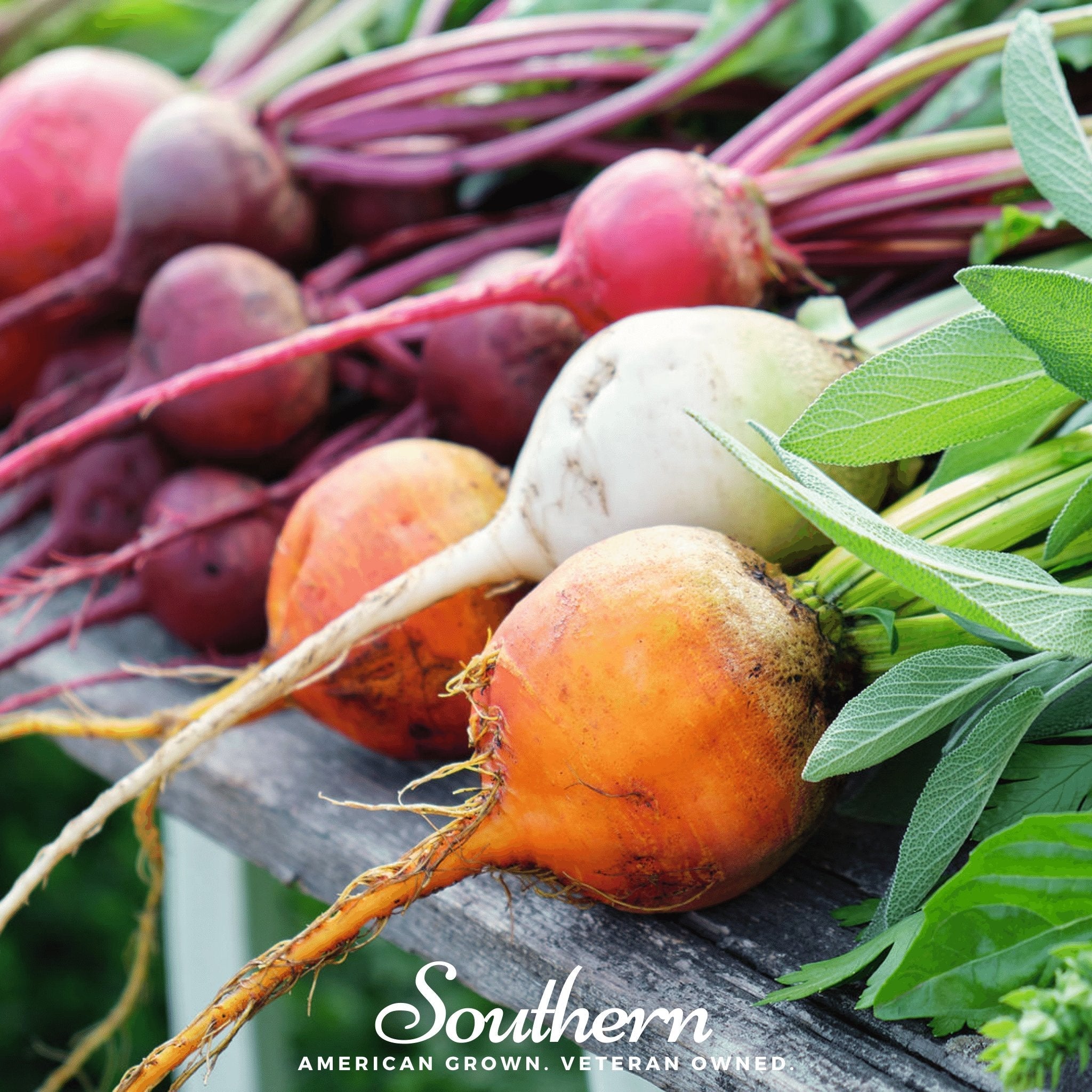 Beet, Gourmet Blend (Beta vulgaris) - 50 Seeds seed packet from Seed Therapy – American - grown, heirloom seeds