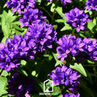 Bellflower, Superba (Campanula glomerata) - 50 Seeds seed packet from Seed Therapy – American - grown, heirloom seeds