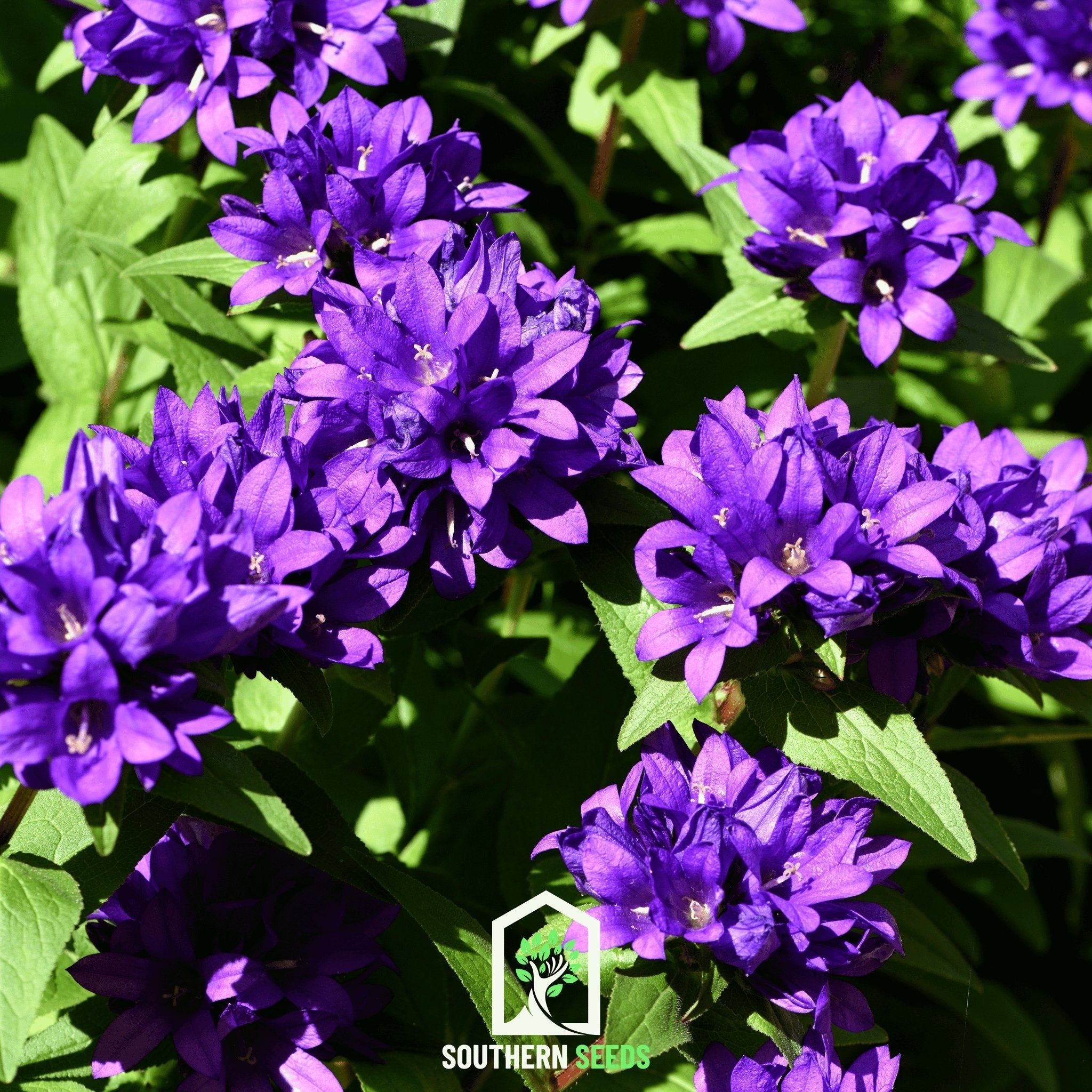 Bellflower, Superba (Campanula glomerata) - 50 Seeds seed packet from Seed Therapy – American - grown, heirloom seeds
