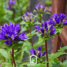 Bellflower, Superba (Campanula glomerata) - 50 Seeds seed packet from Seed Therapy – American - grown, heirloom seeds