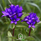 Bellflower, Superba (Campanula glomerata) - 50 Seeds seed packet from Seed Therapy – American - grown, heirloom seeds