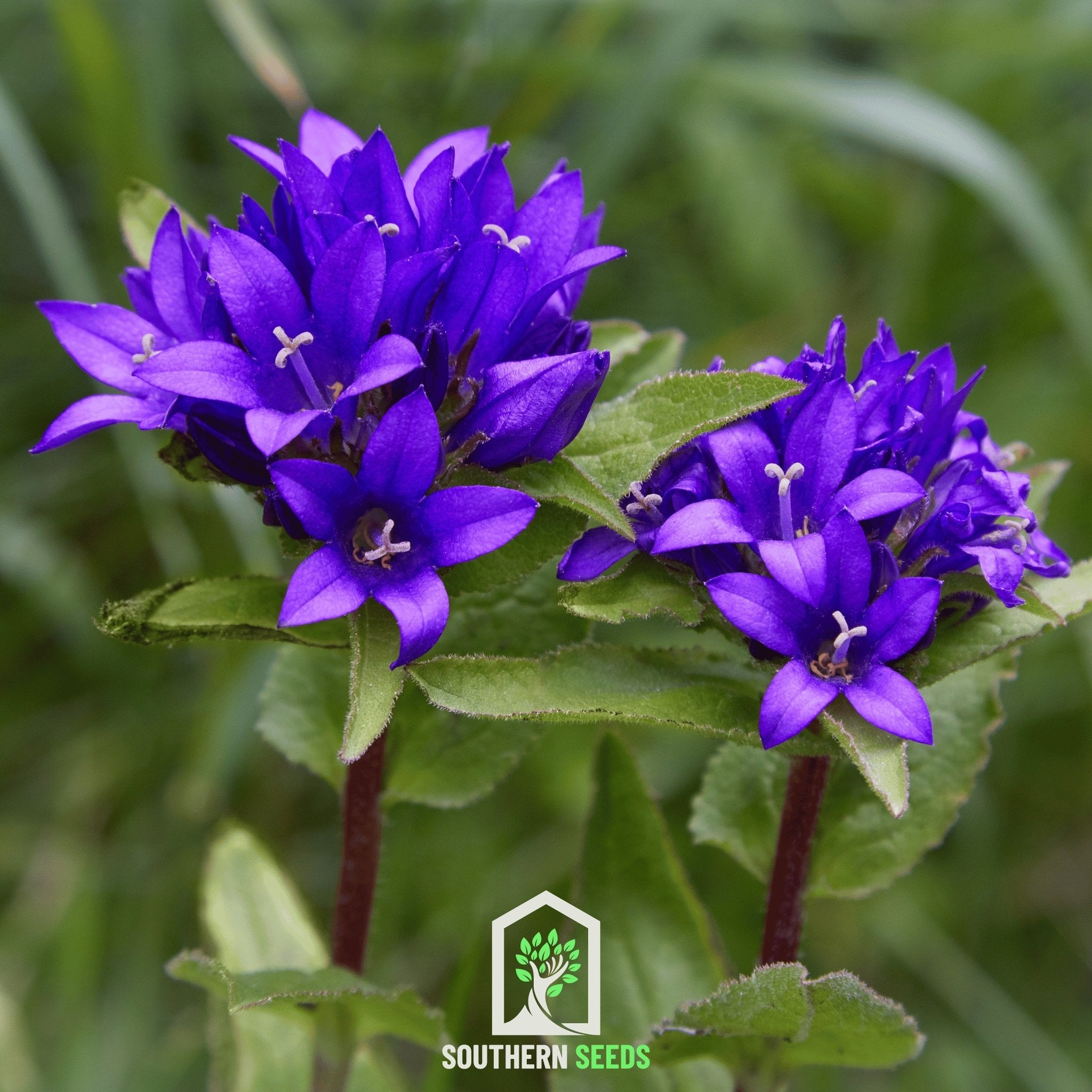 Bellflower, Superba (Campanula glomerata) - 50 Seeds seed packet from Seed Therapy – American - grown, heirloom seeds
