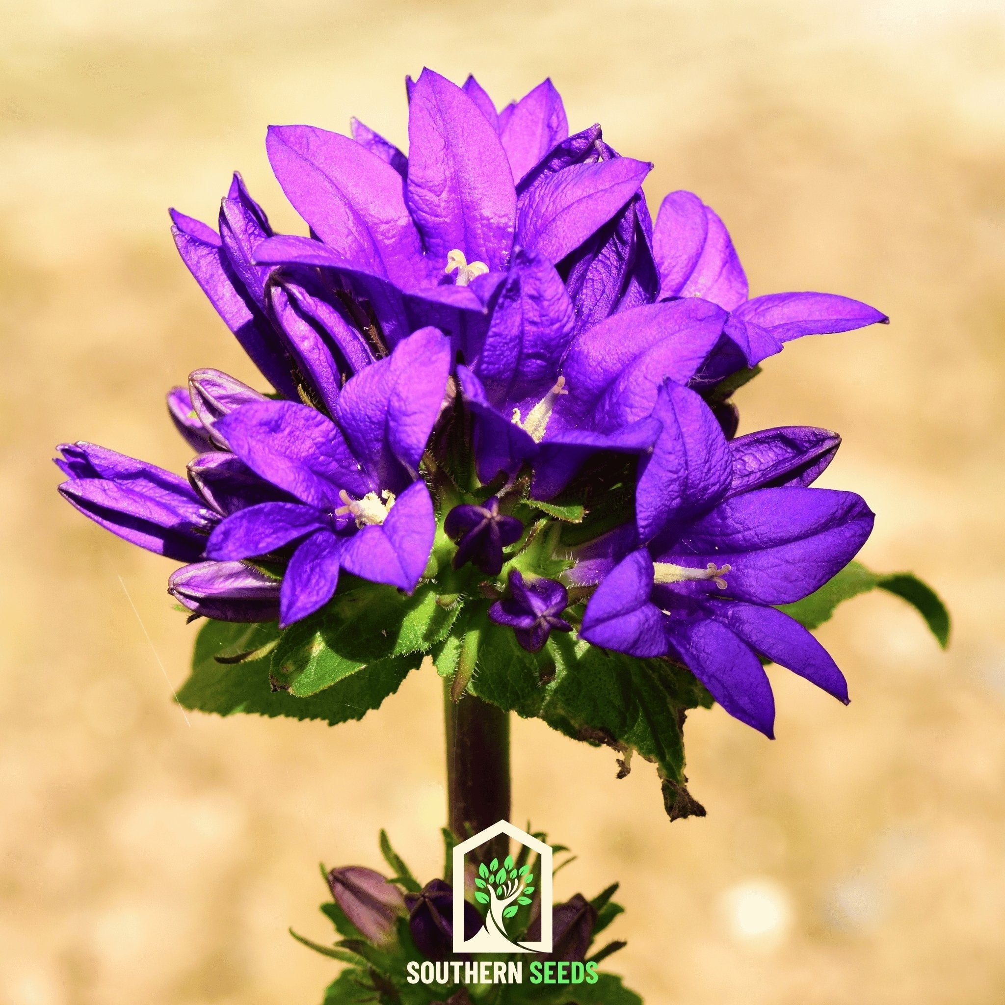 Bellflower, Superba (Campanula glomerata) - 50 Seeds seed packet from Seed Therapy – American - grown, heirloom seeds