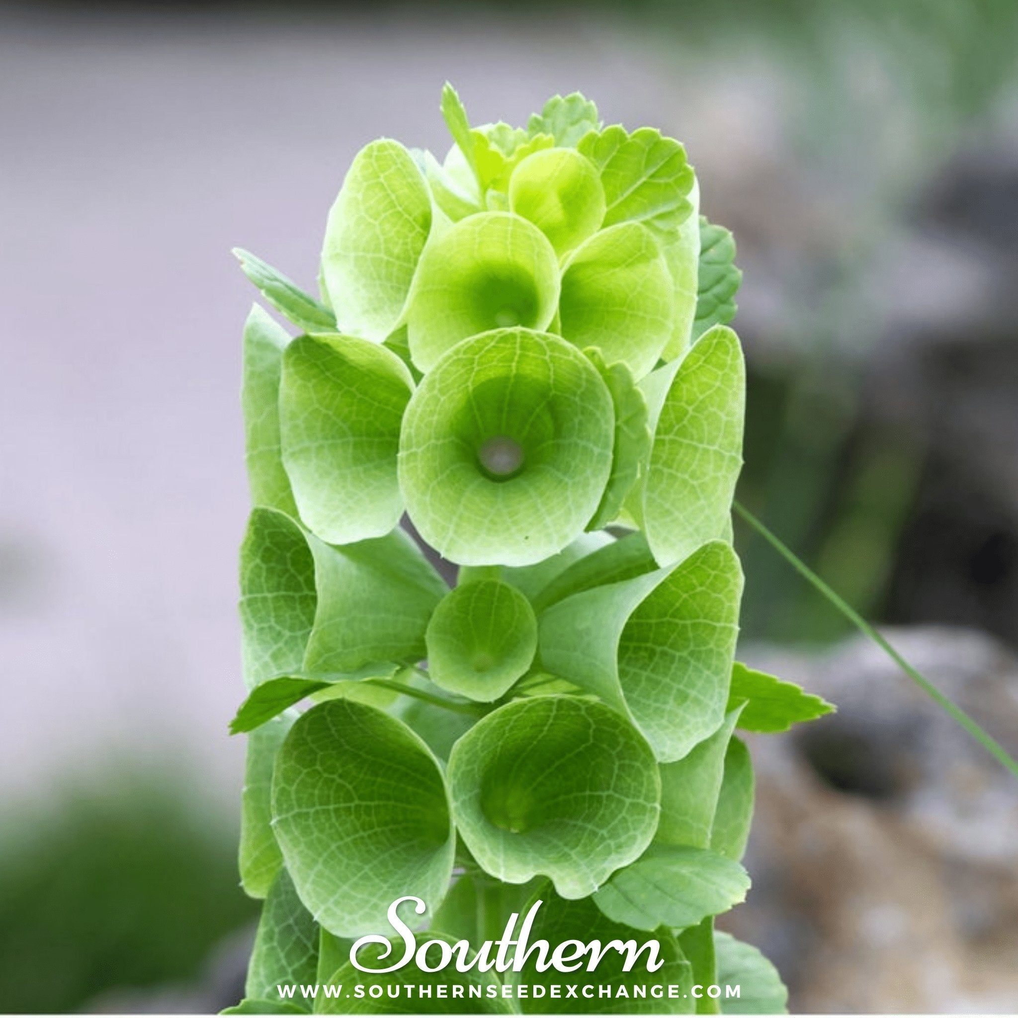 Bells of Ireland (Moluccella laevis) - 100 Seeds seed packet from Seed Therapy – American - grown, heirloom seeds