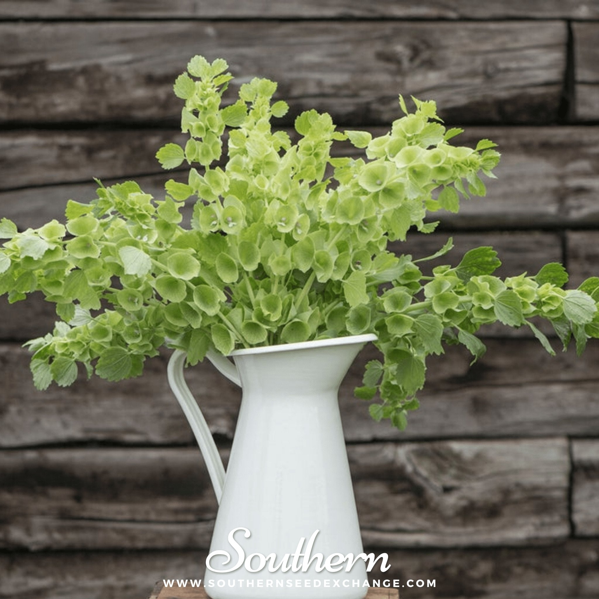 Bells of Ireland (Moluccella laevis) - 100 Seeds seed packet from Seed Therapy – American - grown, heirloom seeds