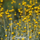 Billy Buttons - Drumsticks (Craspedia globosa) - 50 Seeds seed packet from Seed Therapy – American - grown, heirloom seeds
