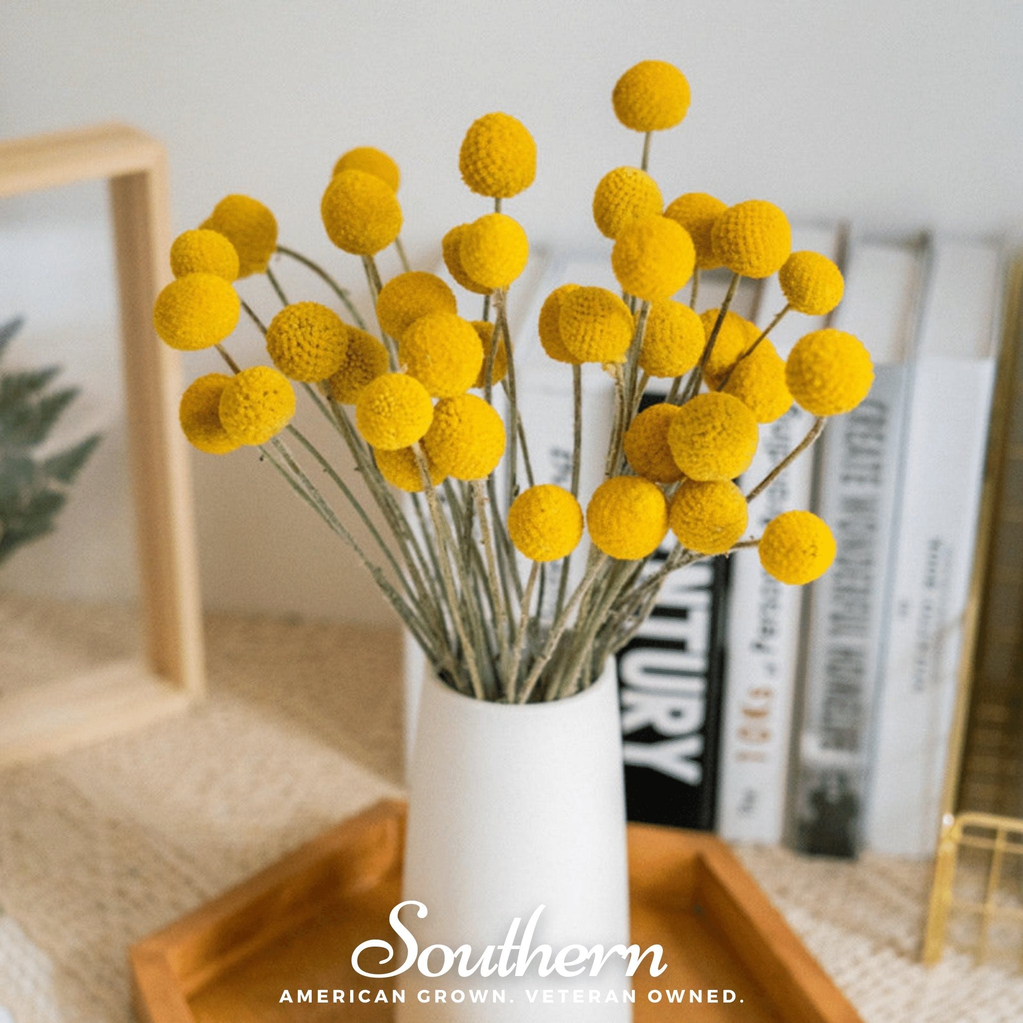 Billy Buttons - Drumsticks (Craspedia globosa) - 50 Seeds seed packet from Seed Therapy – American - grown, heirloom seeds