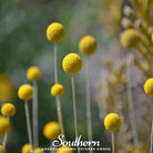 Billy Buttons - Drumsticks (Craspedia globosa) - 50 Seeds seed packet from Seed Therapy – American - grown, heirloom seeds