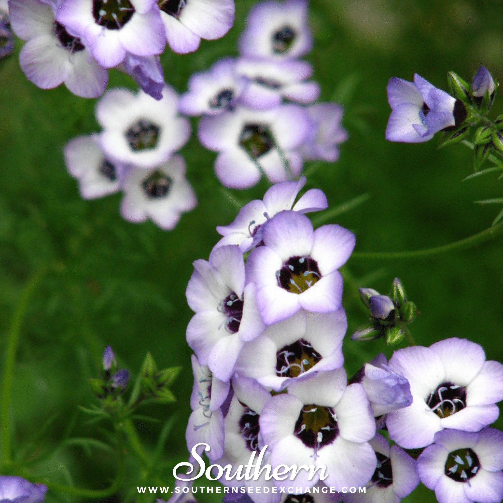 Bird's Eye (Gilia tricolor) - 100 Seeds seed packet from Seed Therapy – American - grown, heirloom seeds