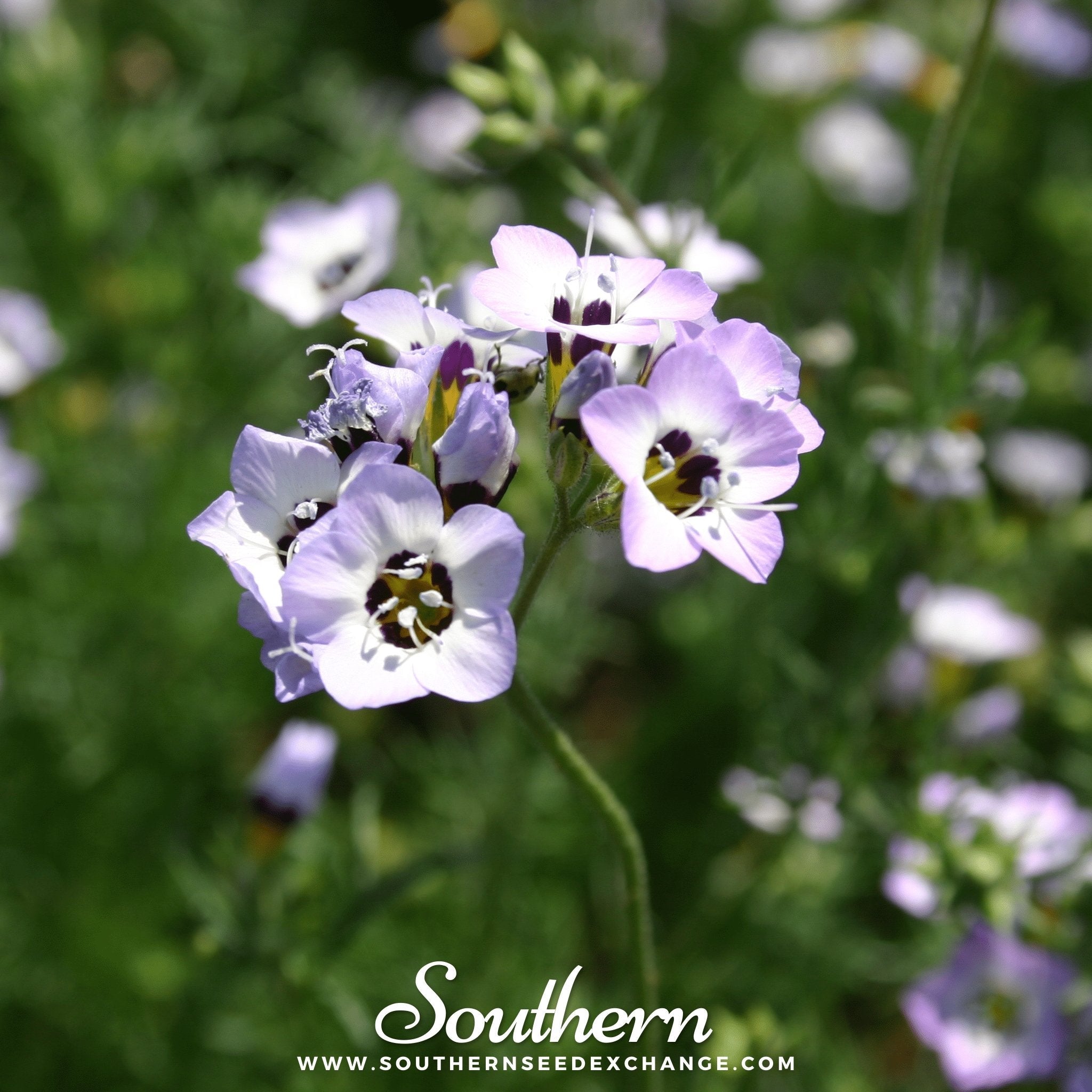 Bird's Eye (Gilia tricolor) - 100 Seeds seed packet from Seed Therapy – American - grown, heirloom seeds