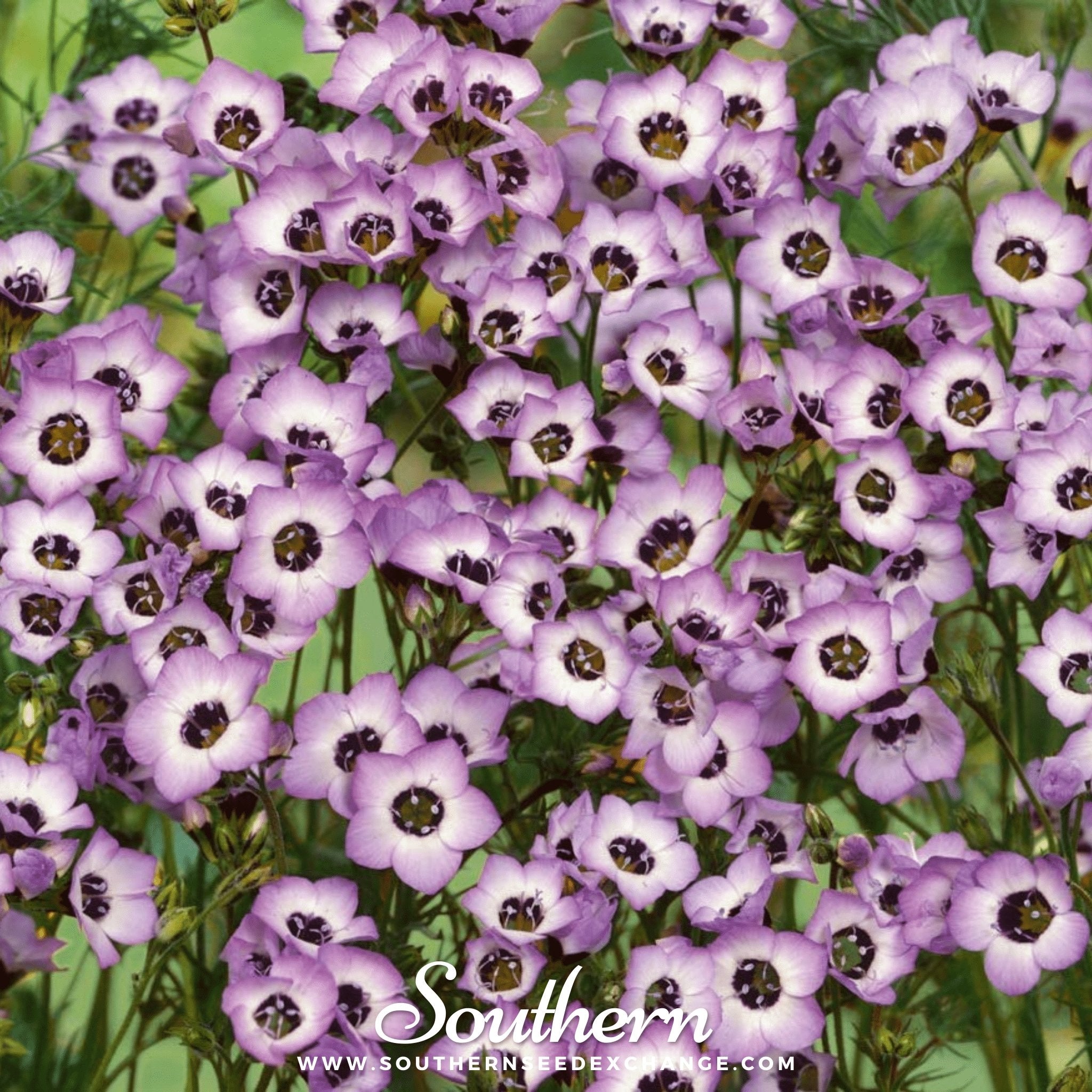 Bird's Eye (Gilia tricolor) - 100 Seeds seed packet from Seed Therapy – American - grown, heirloom seeds
