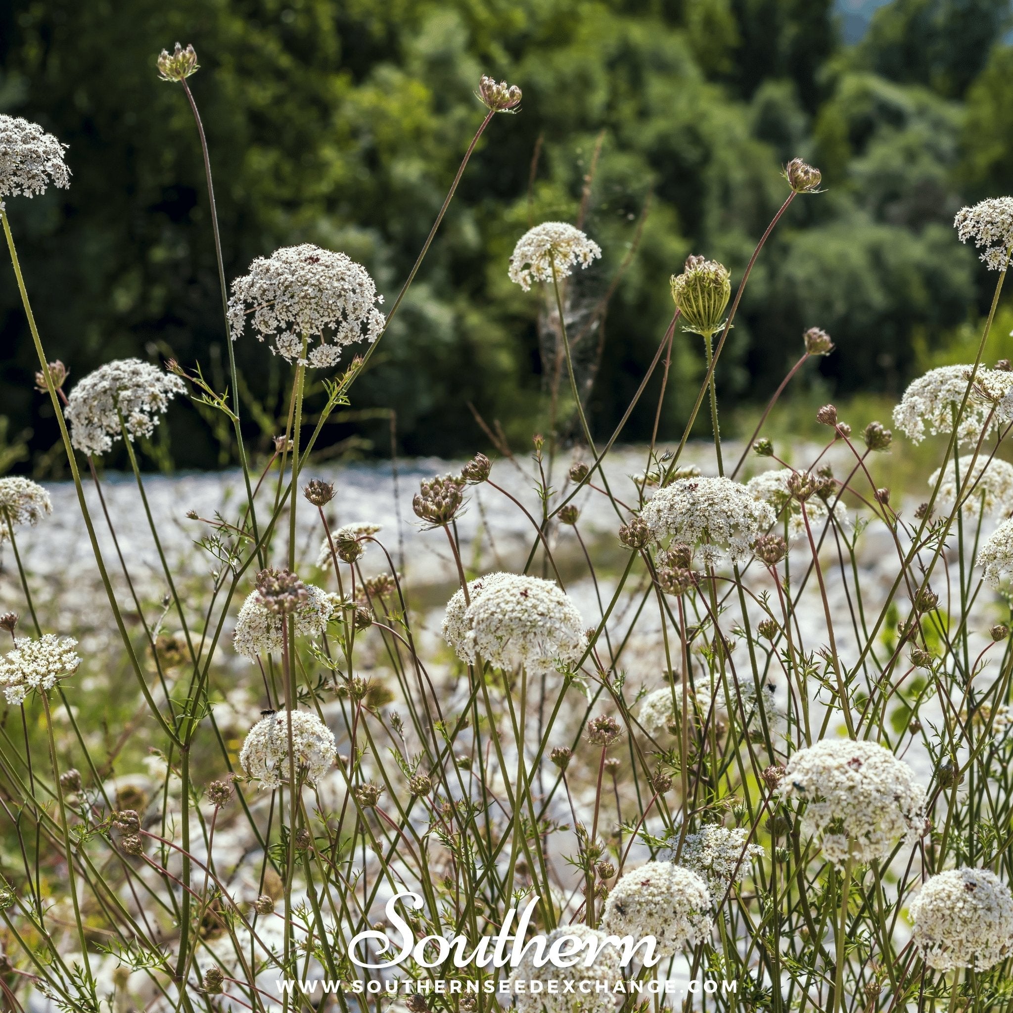 Bishop's Flower - Wild Carrot (Ammi majus) - 500 Seeds seed packet from Seed Therapy – American - grown, heirloom seeds