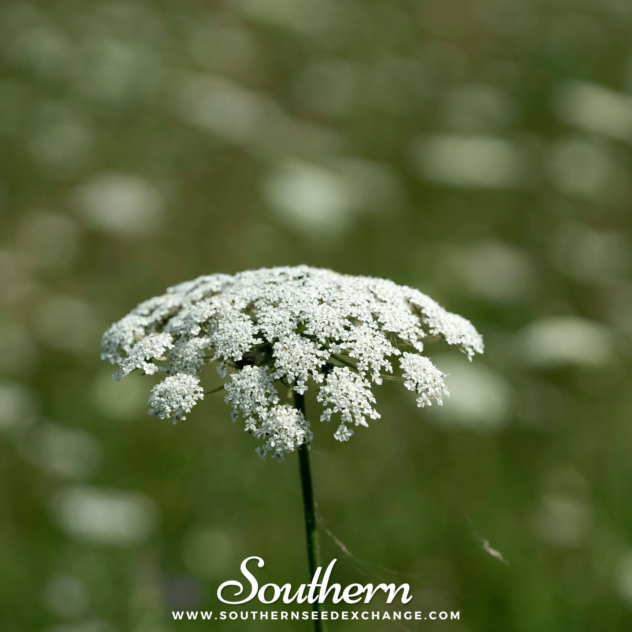 Bishop's Flower - Wild Carrot (Ammi majus) - 500 Seeds seed packet from Seed Therapy – American - grown, heirloom seeds