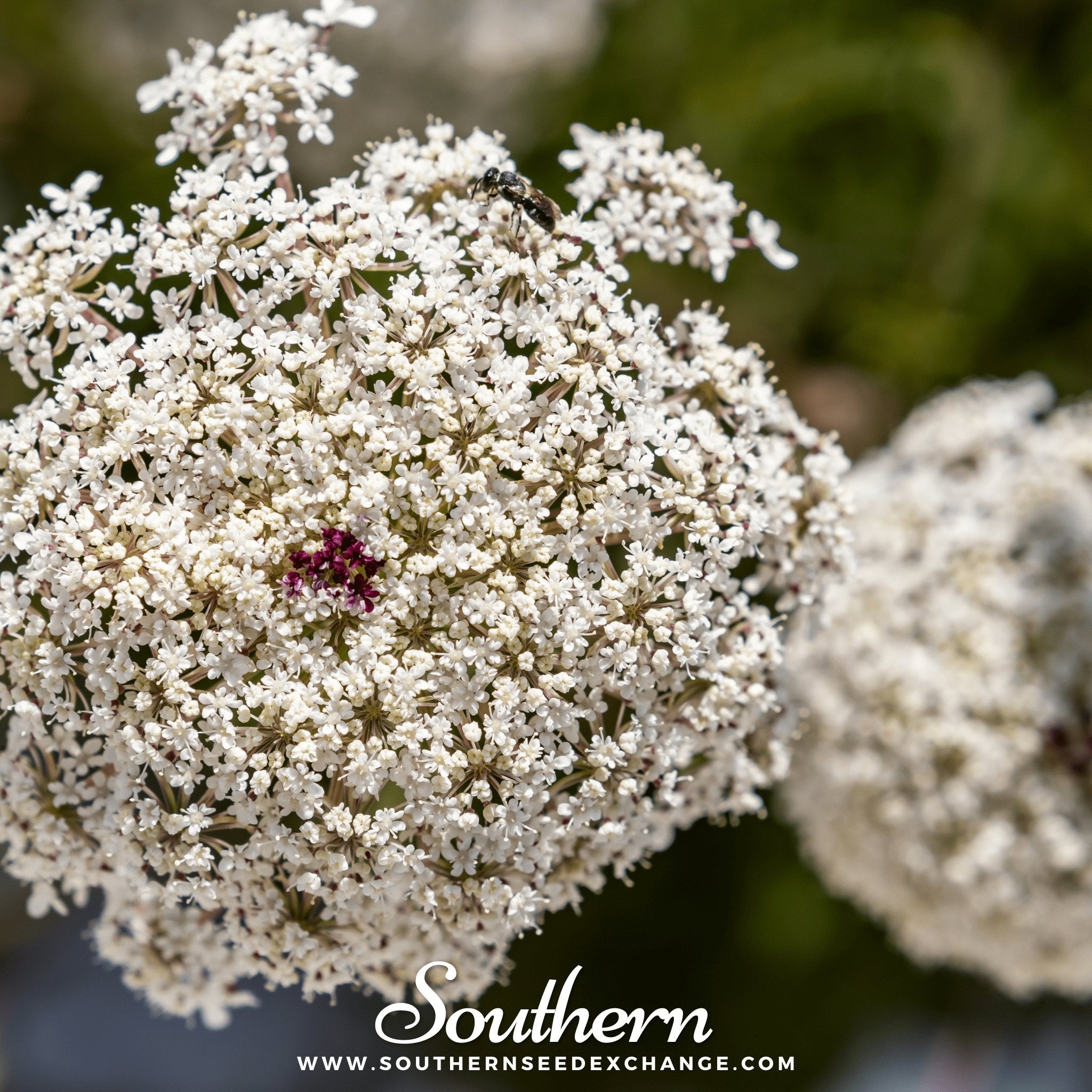 Bishop's Flower - Wild Carrot (Ammi majus) - 500 Seeds seed packet from Seed Therapy – American - grown, heirloom seeds
