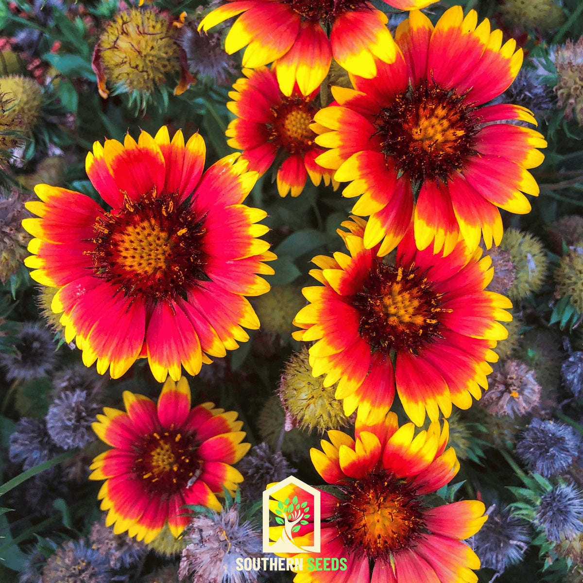 growing blanket flower from seed Blanket Flower (Gaillardia aristata) - 200 Seeds