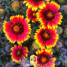 Blanket Flower (Gaillardia aristata) - 200 Seeds seed packet from Seed Therapy – American - grown, heirloom seeds