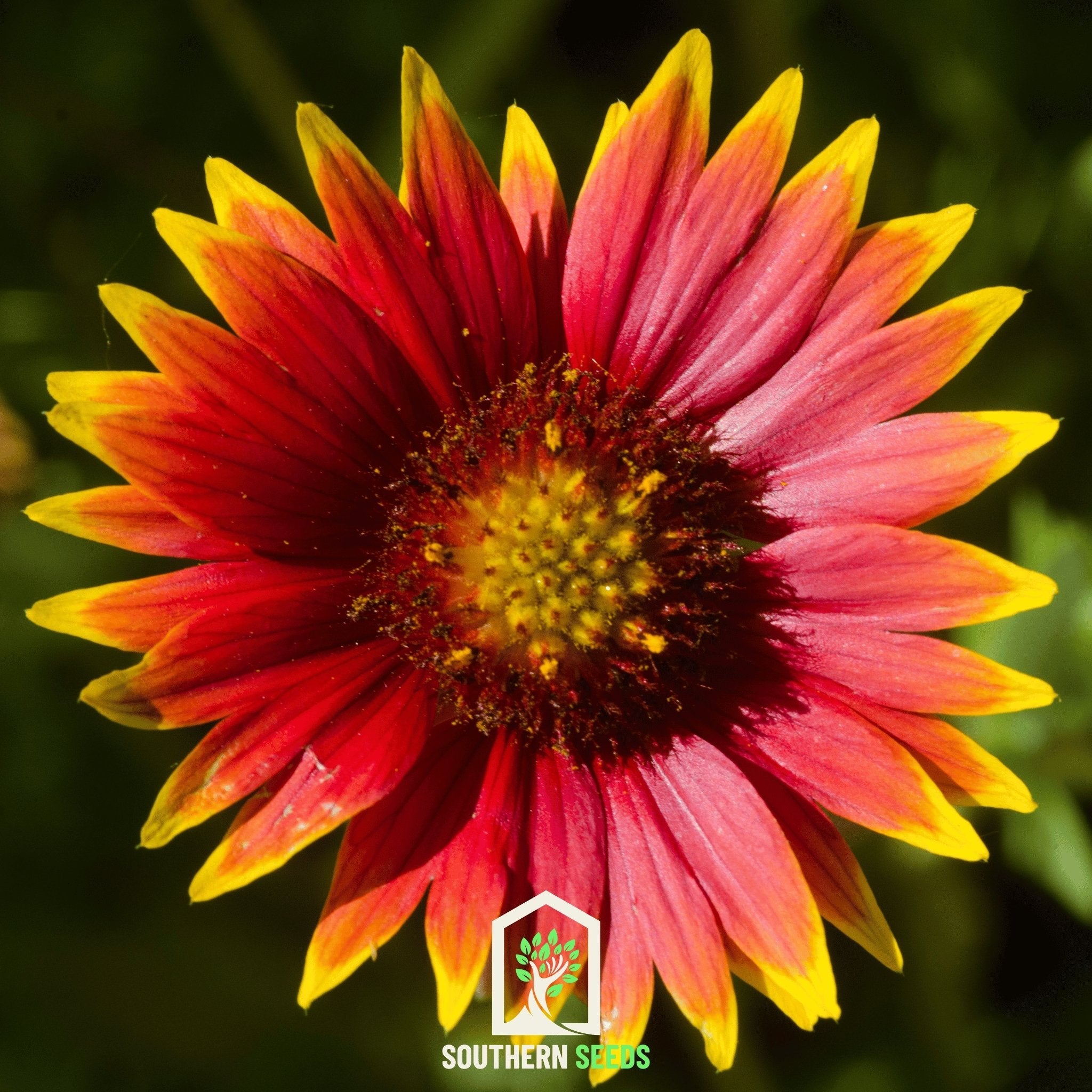 Blanket Flower (Gaillardia aristata) - 200 Seeds seed packet from Seed Therapy – American - grown, heirloom seeds