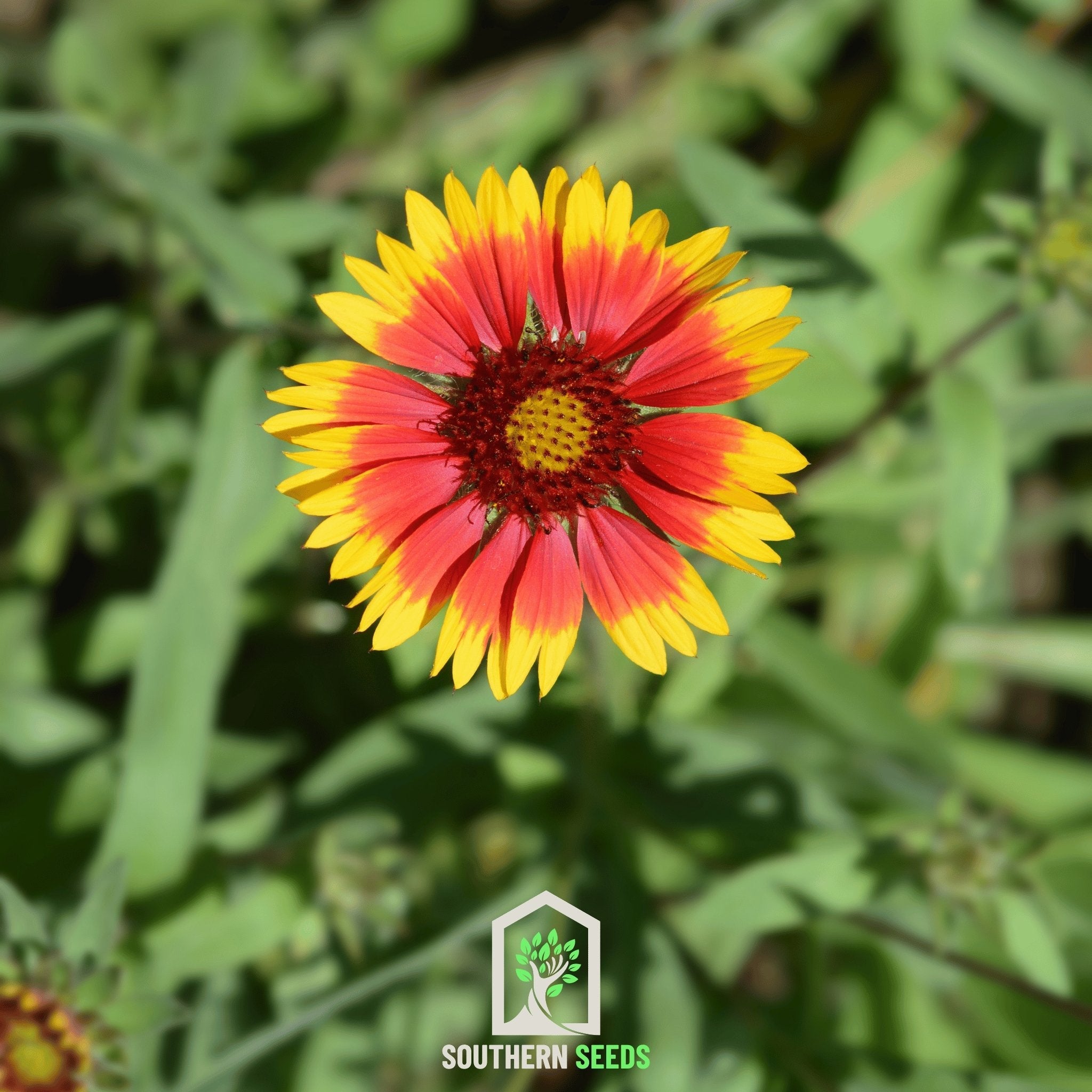 Blanket Flower (Gaillardia aristata) - 200 Seeds seed packet from Seed Therapy – American - grown, heirloom seeds