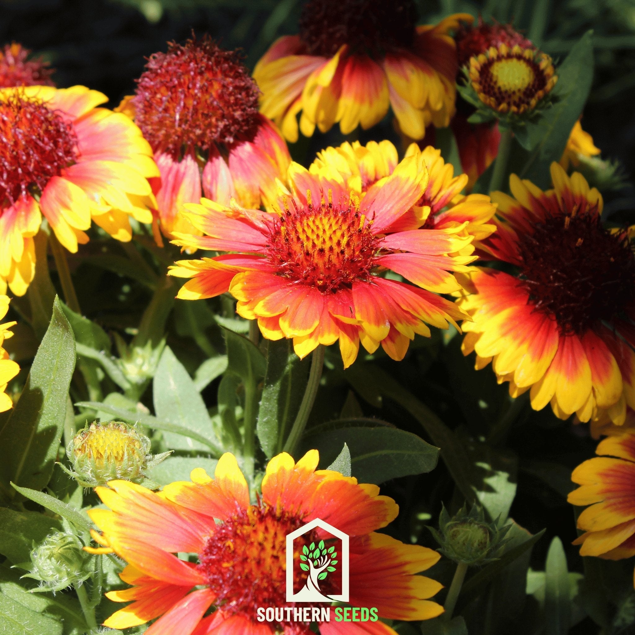 Blanket Flower (Gaillardia aristata) - 200 Seeds seed packet from Seed Therapy – American - grown, heirloom seeds