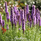 Blazing Star, Marsh (Liatris spicata) - 150 Seeds seed packet from Seed Therapy – American - grown, heirloom seeds
