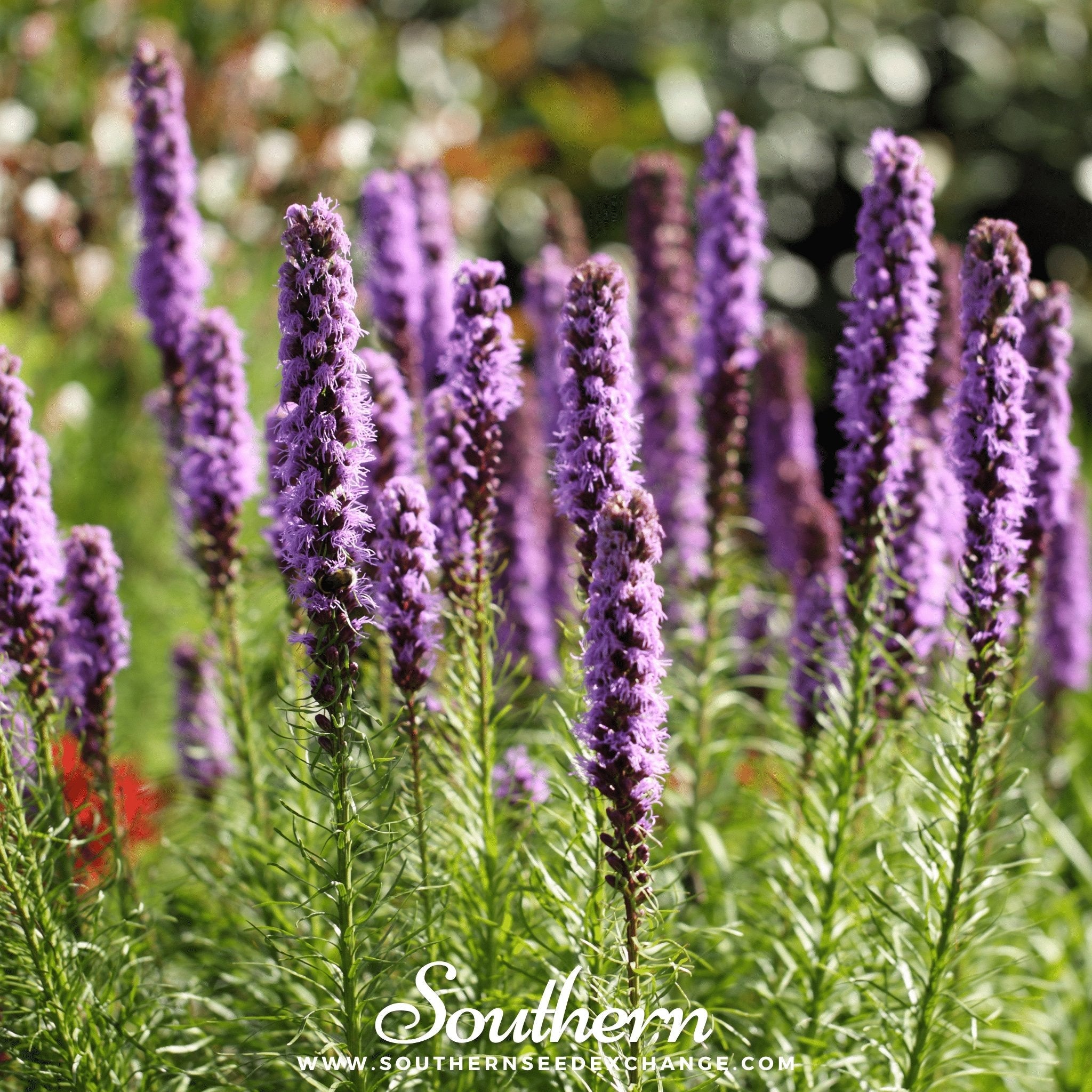Blazing Star, Marsh (Liatris spicata) - 150 Seeds seed packet from Seed Therapy – American - grown, heirloom seeds