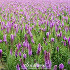 Blazing Star, Marsh (Liatris spicata) - 150 Seeds seed packet from Seed Therapy – American - grown, heirloom seeds