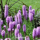 Blazing Star, Marsh (Liatris spicata) - 150 Seeds seed packet from Seed Therapy – American - grown, heirloom seeds