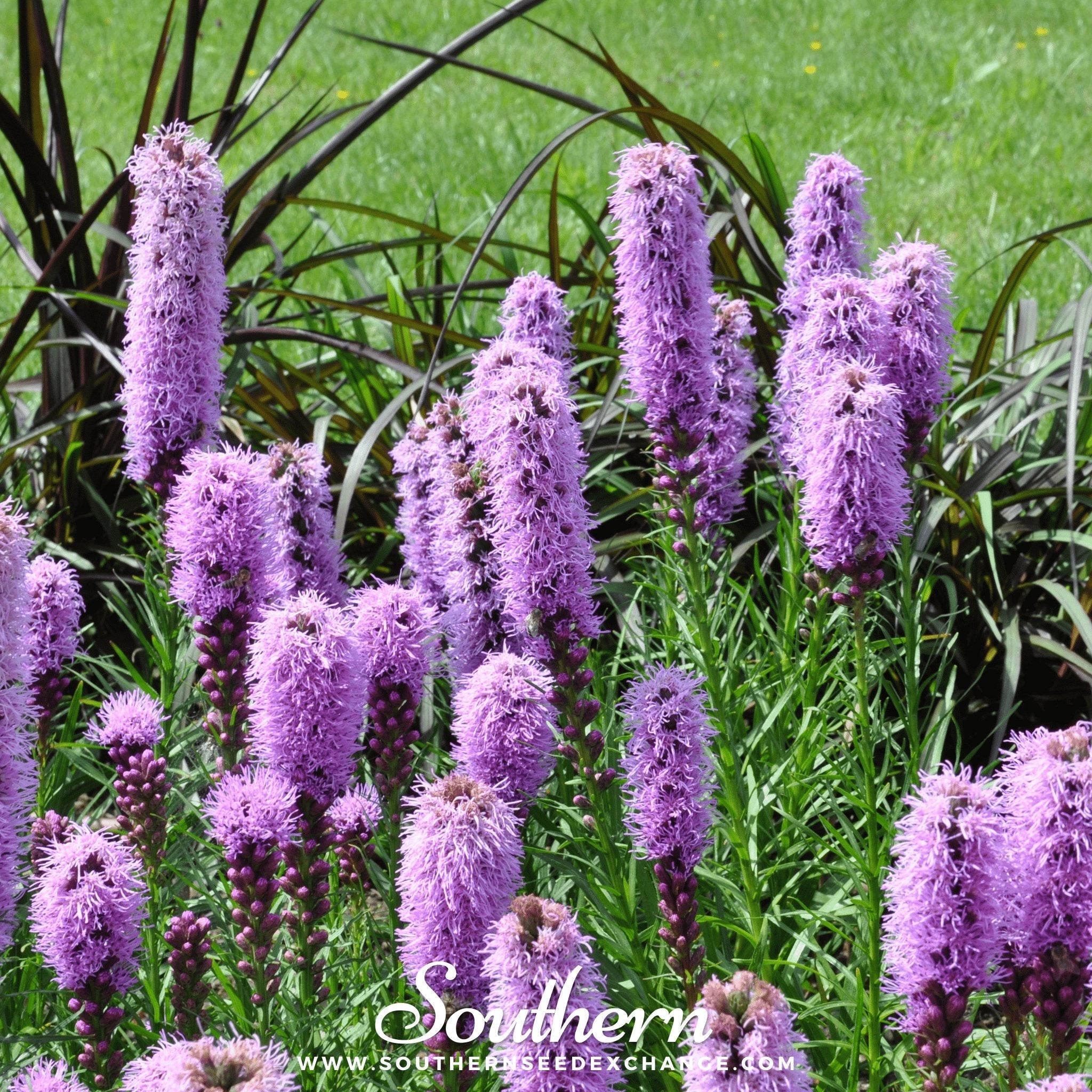 Blazing Star, Marsh (Liatris spicata) - 150 Seeds seed packet from Seed Therapy – American - grown, heirloom seeds