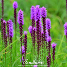 Blazing Star, Prairie (Liatris pycnostachya) - 50 Seeds seed packet from Seed Therapy – American - grown, heirloom seeds