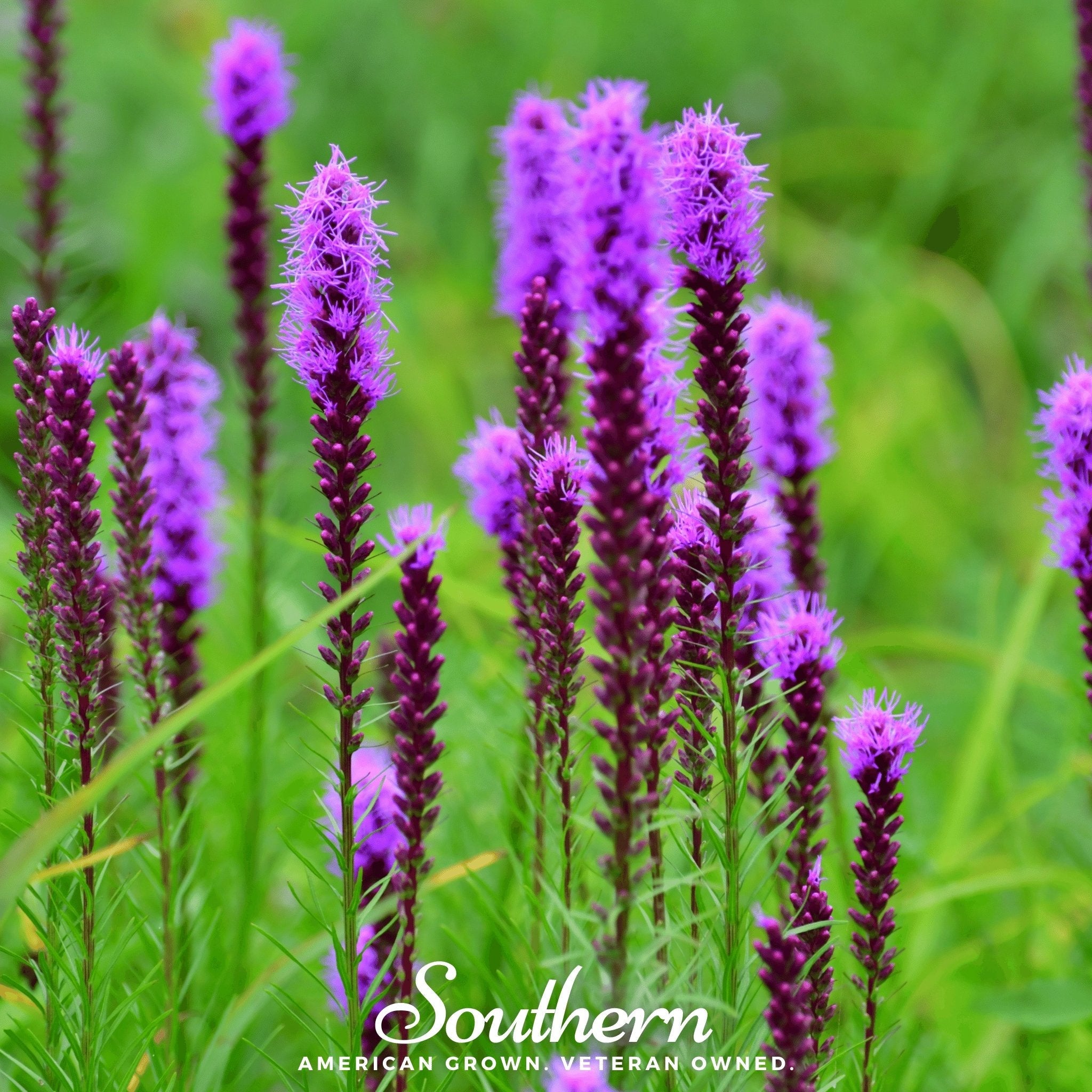 Blazing Star, Prairie (Liatris pycnostachya) - 50 Seeds seed packet from Seed Therapy – American - grown, heirloom seeds