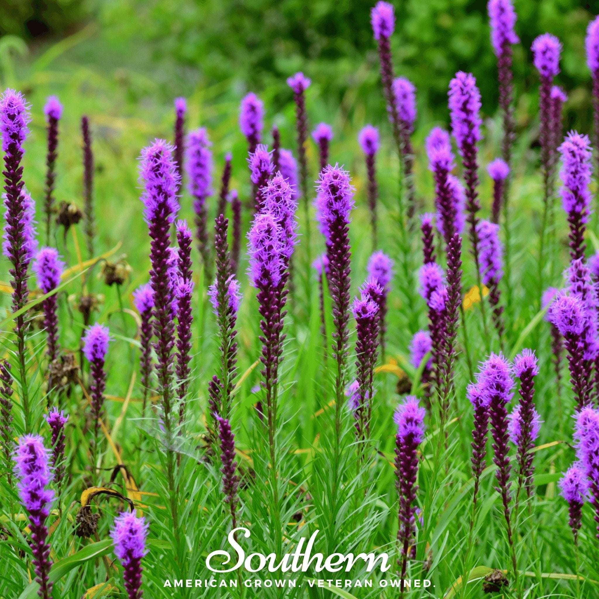 Blazing Star, Prairie (Liatris pycnostachya) - 50 Seeds seed packet from Seed Therapy – American - grown, heirloom seeds
