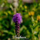 Blazing Star, Prairie (Liatris pycnostachya) - 50 Seeds seed packet from Seed Therapy – American - grown, heirloom seeds