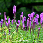 Blazing Star, Prairie (Liatris pycnostachya) - 50 Seeds seed packet from Seed Therapy – American - grown, heirloom seeds