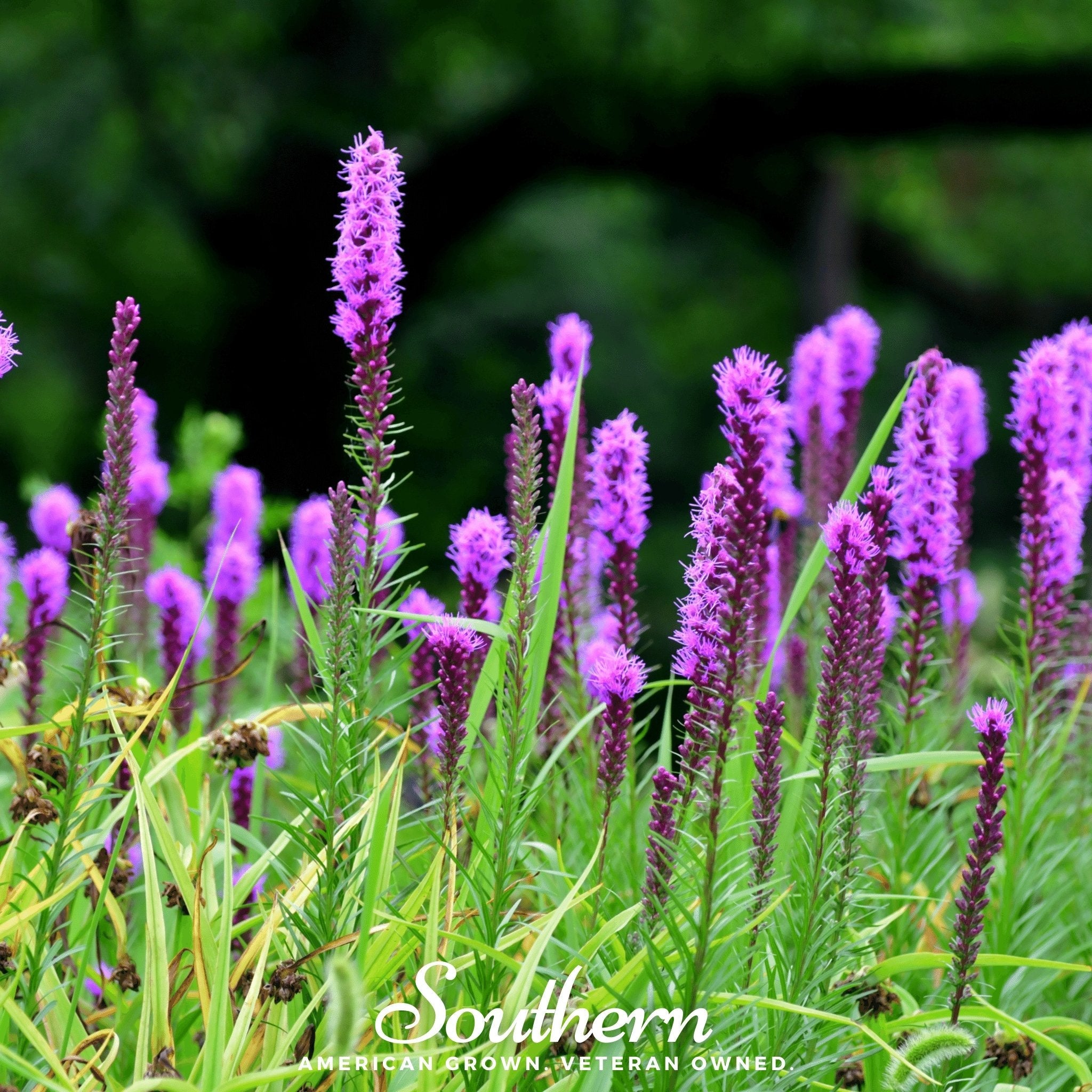 Blazing Star, Prairie (Liatris pycnostachya) - 50 Seeds seed packet from Seed Therapy – American - grown, heirloom seeds