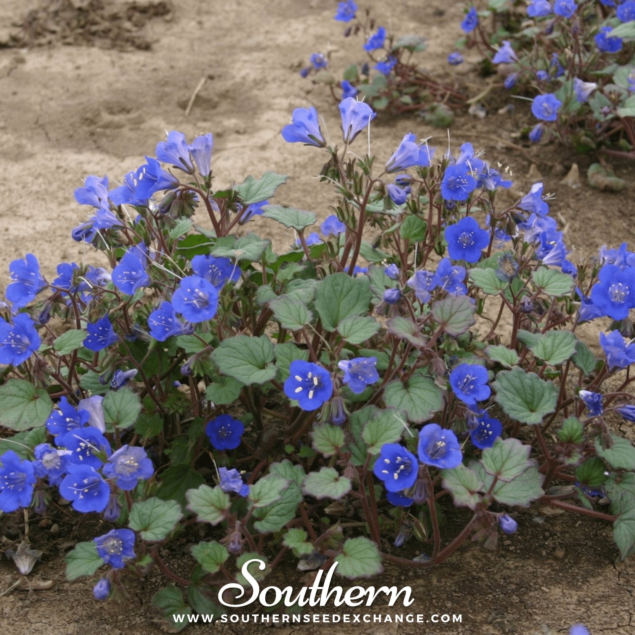 Bluebell, California (Phacelia campanularia) - 500 Seeds seed packet from Seed Therapy – American - grown, heirloom seeds
