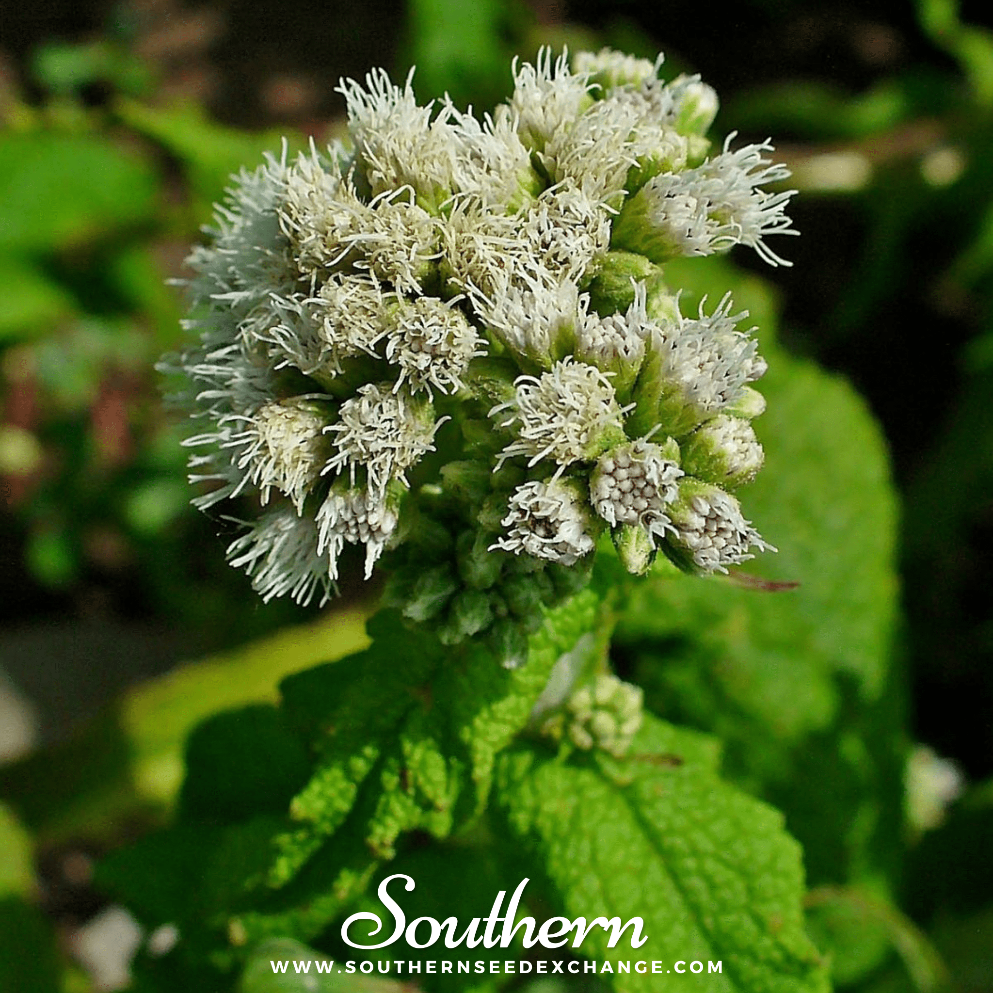 Boneset, Eupatorium (Eupatorium Perfoliatum) - 100 Seeds seed packet from Seed Therapy – American - grown, heirloom seeds