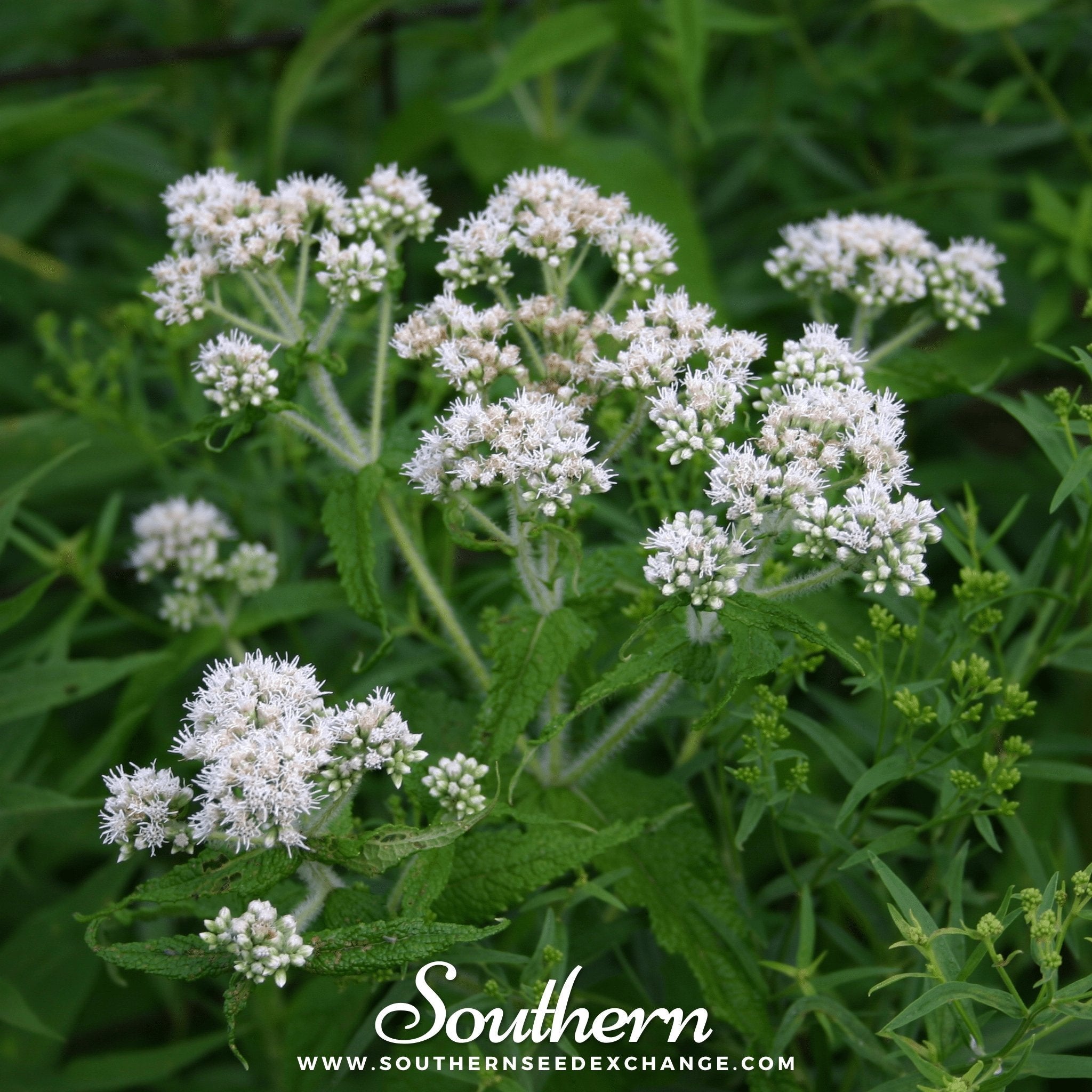 Boneset, Eupatorium (Eupatorium Perfoliatum) - 100 Seeds seed packet from Seed Therapy – American - grown, heirloom seeds