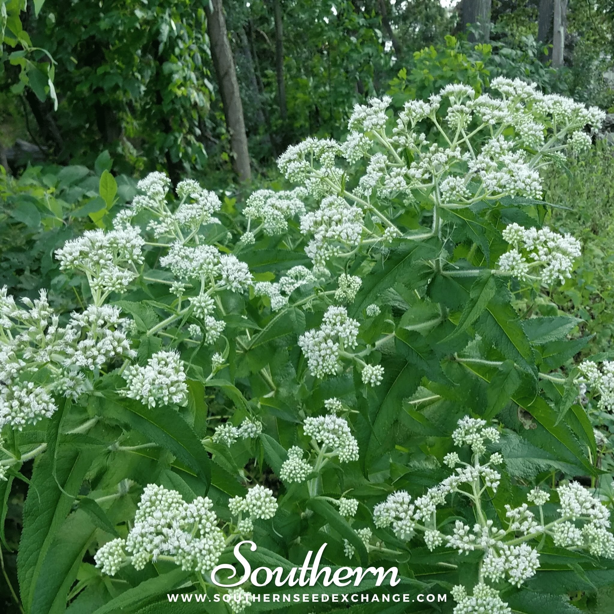 Boneset, Eupatorium (Eupatorium Perfoliatum) - 100 Seeds seed packet from Seed Therapy – American - grown, heirloom seeds