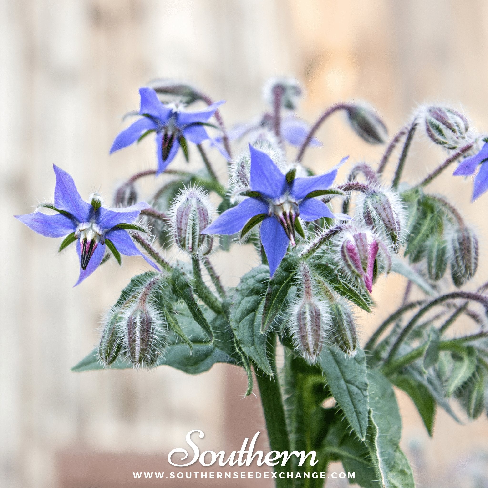 Borage, Blue (Borago Officinalis) - 100 Seeds seed packet from Seed Therapy – American - grown, heirloom seeds
