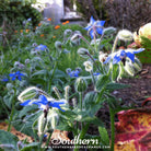 Borage, Blue (Borago Officinalis) - 100 Seeds seed packet from Seed Therapy – American - grown, heirloom seeds