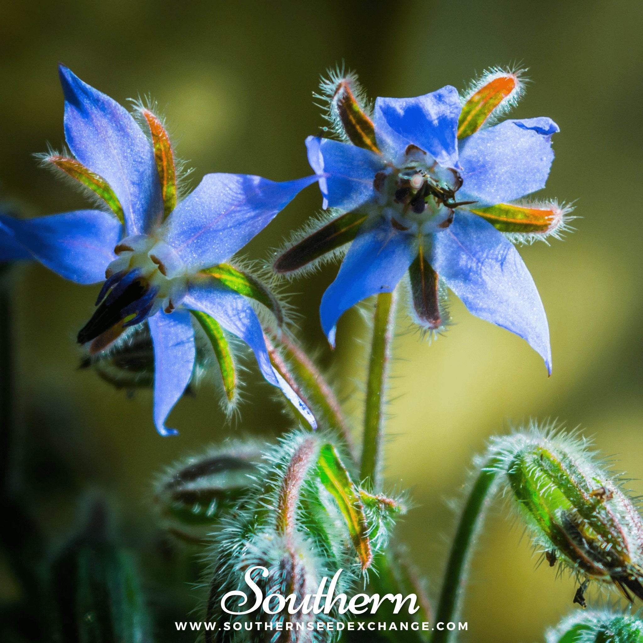 Borage, Blue (Borago Officinalis) - 100 Seeds seed packet from Seed Therapy – American - grown, heirloom seeds