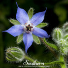 Borage, Blue (Borago Officinalis) - 100 Seeds seed packet from Seed Therapy – American - grown, heirloom seeds