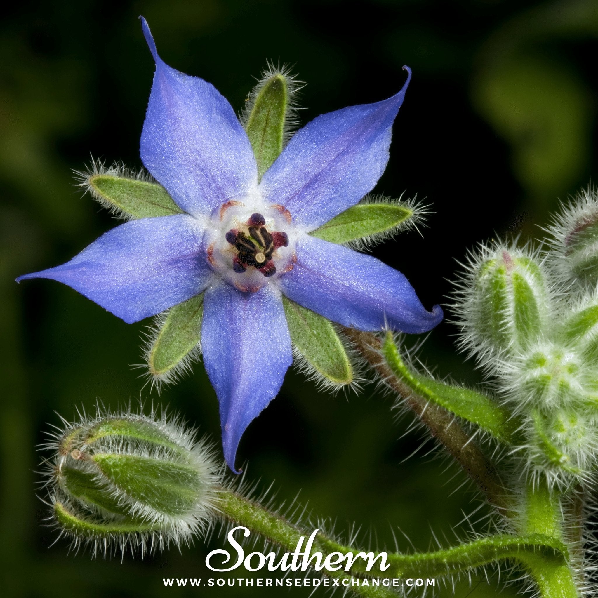 Borage, Blue (Borago Officinalis) - 100 Seeds seed packet from Seed Therapy – American - grown, heirloom seeds