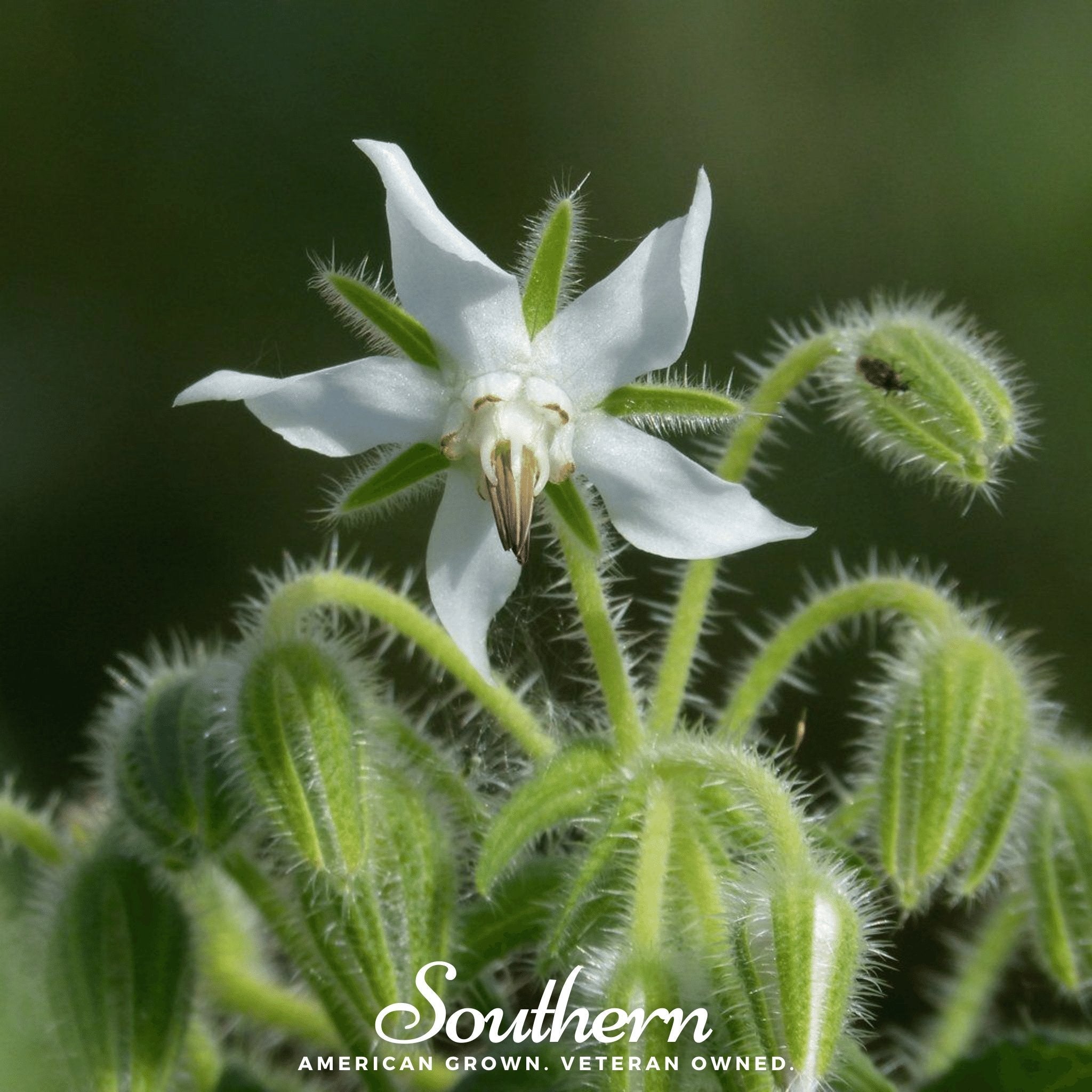 Borage, White (Borago officinalis bianca) - 50 Seeeds seed packet from Seed Therapy – American - grown, heirloom seeds
