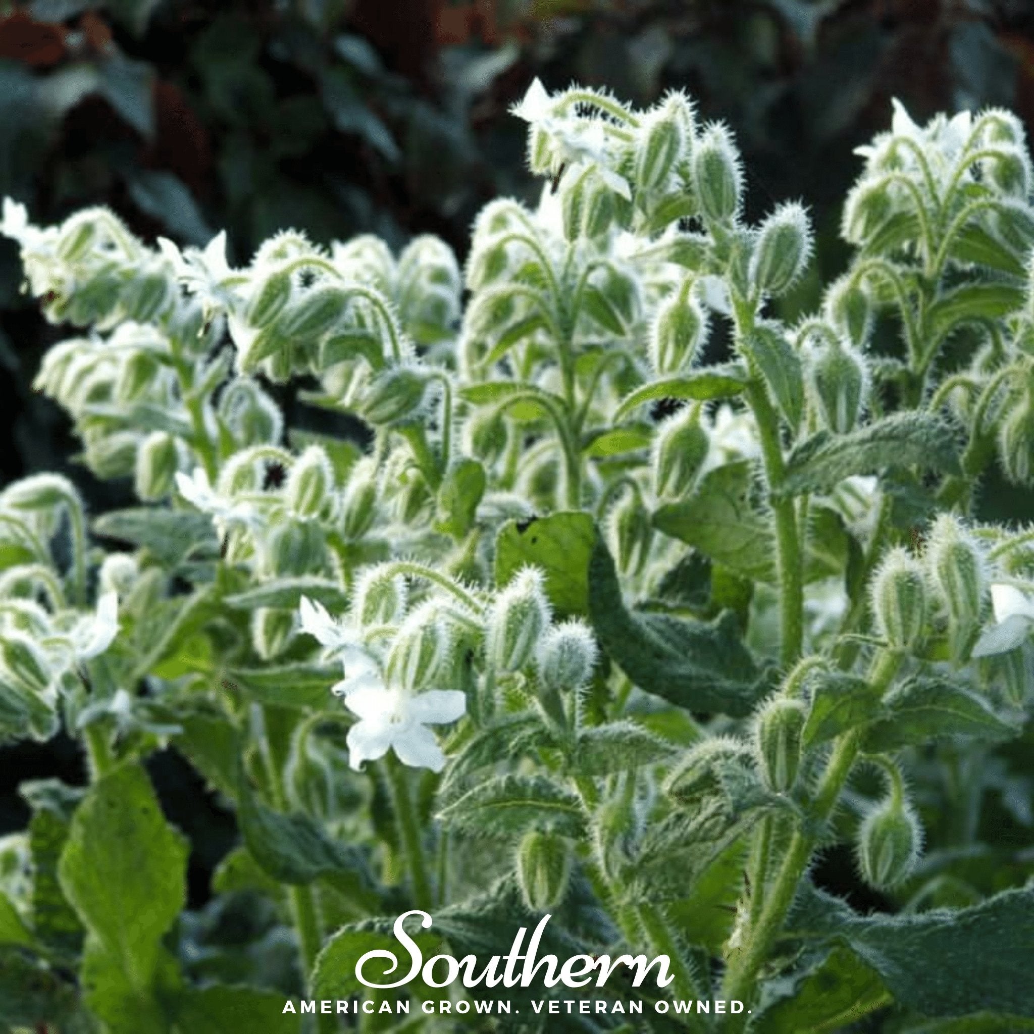 Borage, White (Borago officinalis bianca) - 50 Seeeds seed packet from Seed Therapy – American - grown, heirloom seeds
